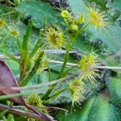 Drosera gunniana (Pale Sundew) at Isaacs Ridge and Nearby - 7 Oct 2023 by Mike