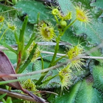 Drosera gunniana (Pale Sundew) at Isaacs Ridge and Nearby - 7 Oct 2023 by Mike