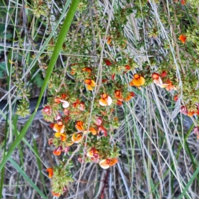 Pultenaea procumbens (Bush Pea) at Mawson, ACT - 7 Oct 2023 by Mike