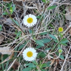 Erigeron karvinskianus (Seaside Daisy) at Isaacs Ridge and Nearby - 7 Oct 2023 by Mike