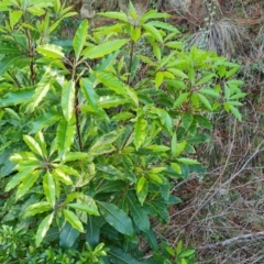 Pittosporum undulatum (Sweet Pittosporum) at Isaacs Ridge and Nearby - 7 Oct 2023 by Mike