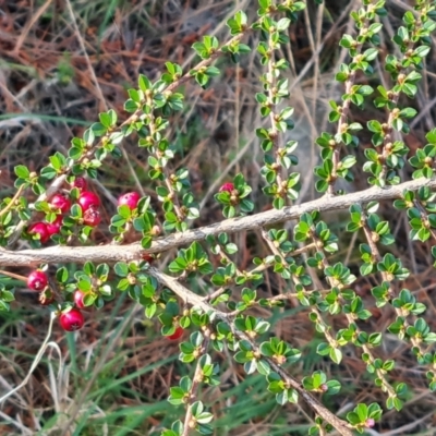 Cotoneaster microphyllus (Cotoneaster) at Isaacs Ridge and Nearby - 7 Oct 2023 by Mike