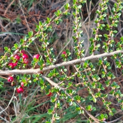 Cotoneaster microphyllus (Cotoneaster) at Isaacs Ridge - 7 Oct 2023 by Mike