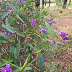 Hardenbergia violacea (False Sarsaparilla) at Isaacs Ridge and Nearby - 7 Oct 2023 by Mike