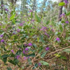 Hardenbergia violacea at Isaacs, ACT - 7 Oct 2023