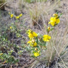 Hibbertia obtusifolia (Grey Guinea-flower) at Isaacs Ridge and Nearby - 7 Oct 2023 by Mike