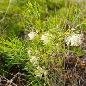 Grevillea curviloba at Isaacs, ACT - 7 Oct 2023