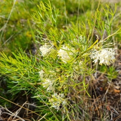 Grevillea curviloba (Curved Leaf Grevillea) at Isaacs Ridge and Nearby - 7 Oct 2023 by Mike