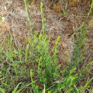 Cytisus scoparius subsp. scoparius at Isaacs, ACT - 7 Oct 2023