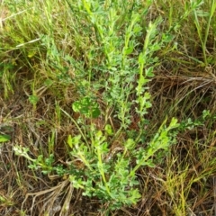 Cytisus scoparius subsp. scoparius at Isaacs, ACT - 7 Oct 2023