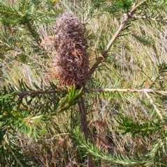 Banksia ericifolia (Heath Banksia) at Morton National Park - 7 Oct 2023 by LyndalT