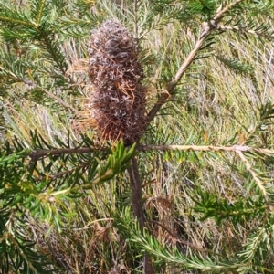 Banksia ericifolia at Porters Creek, NSW - 7 Oct 2023
