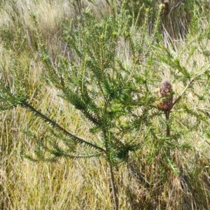 Banksia ericifolia at Porters Creek, NSW - 7 Oct 2023
