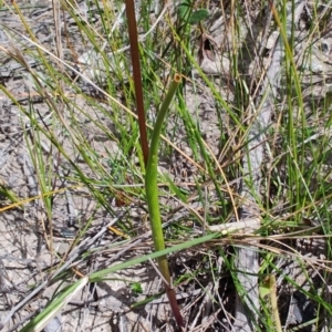 Paraprasophyllum brevilabre at Porters Creek, NSW - suppressed