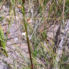 Paraprasophyllum brevilabre at Porters Creek, NSW - suppressed