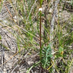 Paraprasophyllum brevilabre at Porters Creek, NSW - suppressed