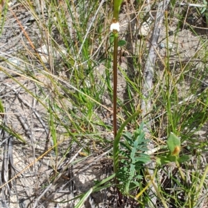 Prasophyllum brevilabre at Porters Creek, NSW - 7 Oct 2023