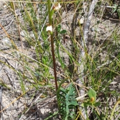 Prasophyllum brevilabre at Porters Creek, NSW - 7 Oct 2023