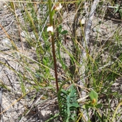 Paraprasophyllum brevilabre at Porters Creek, NSW - suppressed