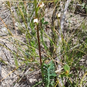 Paraprasophyllum brevilabre at Porters Creek, NSW - suppressed