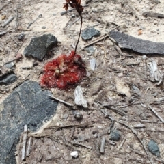 Drosera spatulata (Common Sundew) at Morton National Park - 7 Oct 2023 by LyndalT