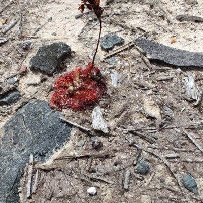 Drosera spatulata (Common Sundew) at Porters Creek, NSW - 7 Oct 2023 by LyndalT