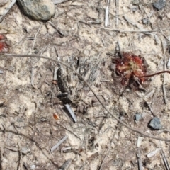 Drosera spatulata at Porters Creek, NSW - 7 Oct 2023