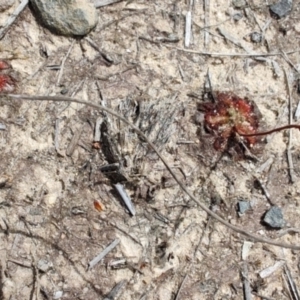 Drosera spatulata at Porters Creek, NSW - 7 Oct 2023