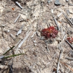 Drosera spatulata at Porters Creek, NSW - 7 Oct 2023 11:29 AM