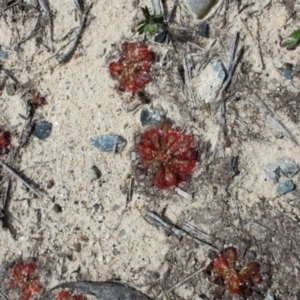 Drosera spatulata at Porters Creek, NSW - 7 Oct 2023