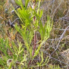 Isopogon anemonifolius (Common Drumsticks) at Porters Creek, NSW - 7 Oct 2023 by LyndalT