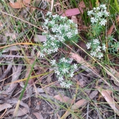 Poranthera ericifolia at Morton National Park - 7 Oct 2023 by LyndalT