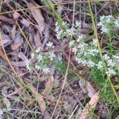Poranthera ericifolia at Porters Creek, NSW - 7 Oct 2023 11:23 AM