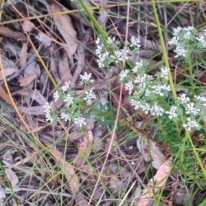 Poranthera ericifolia at Porters Creek, NSW - 7 Oct 2023