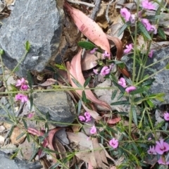 Mirbelia rubiifolia (Heathy Mirbelia) at Morton National Park - 7 Oct 2023 by LyndalT