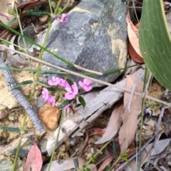 Mirbelia rubiifolia at Porters Creek, NSW - 7 Oct 2023