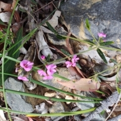 Mirbelia rubiifolia at Porters Creek, NSW - 7 Oct 2023