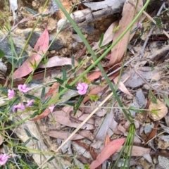 Mirbelia rubiifolia at Porters Creek, NSW - 7 Oct 2023