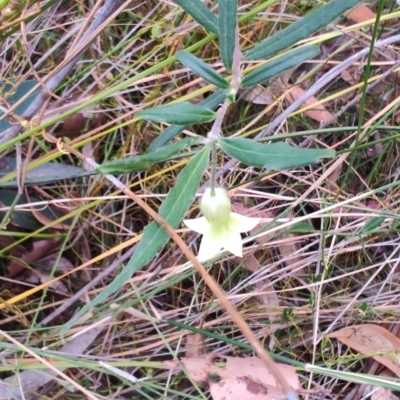 Billardiera scandens (Hairy Apple Berry) at Porters Creek, NSW - 7 Oct 2023 by LyndalT