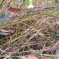 Billardiera scandens at Porters Creek, NSW - 7 Oct 2023