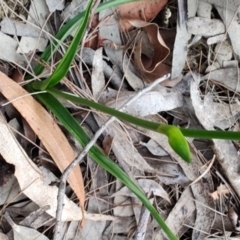 Burchardia umbellata (Milkmaids) at Morton National Park - 7 Oct 2023 by LyndalT