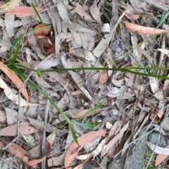 Burchardia umbellata at Porters Creek, NSW - 7 Oct 2023 11:19 AM