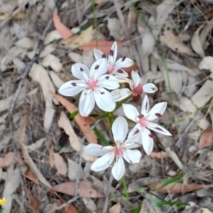 Burchardia umbellata at Porters Creek, NSW - 7 Oct 2023 11:19 AM