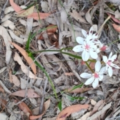 Burchardia umbellata at Porters Creek, NSW - 7 Oct 2023