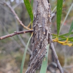 Metura elongatus at Porters Creek, NSW - 7 Oct 2023 by LyndalT