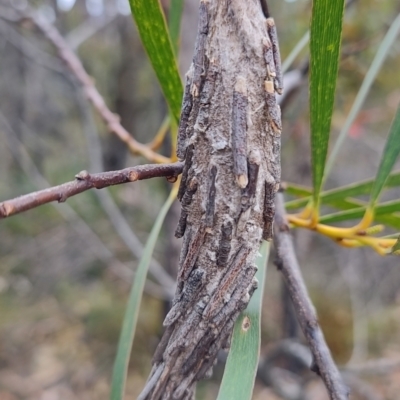 Metura elongatus (Saunders' case moth) at Porters Creek, NSW - 7 Oct 2023 by LyndalT