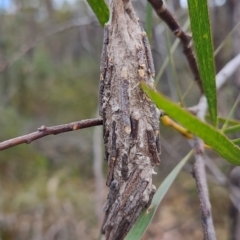 Metura elongatus at Porters Creek, NSW - 7 Oct 2023 11:17 AM