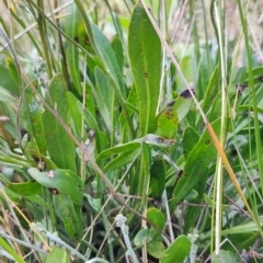 Goodenia bellidifolia (Daisy-leaf Goodenia) at Morton National Park - 7 Oct 2023 by LyndalT