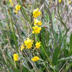 Goodenia bellidifolia at Porters Creek, NSW - 7 Oct 2023 11:13 AM