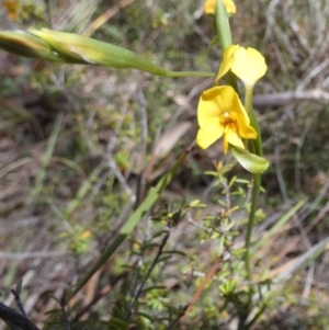 Diuris aequalis at Borough, NSW - 7 Oct 2023